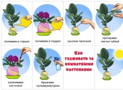 Секреты ухода за комнатными цветами